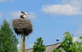 White stork couple. Ciconia ciconia. Latvia.